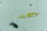 Euglena