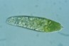 Euglena hemichromata