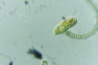 Euglena variabilis