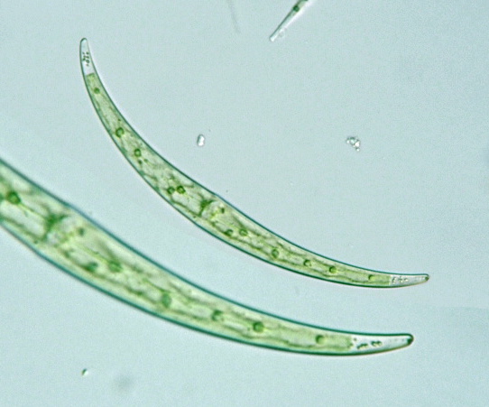 Closterium dianae