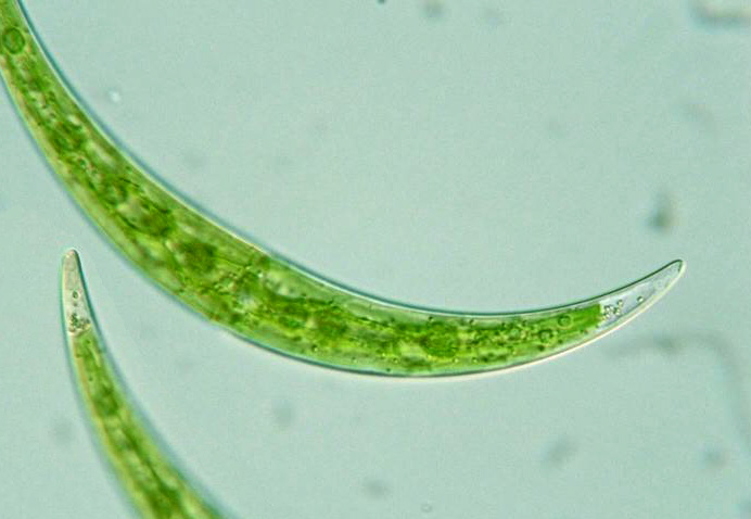 Closterium dianae