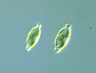 Navicula decussis