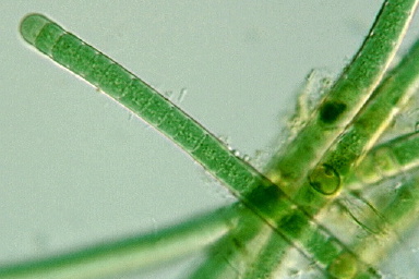 Microchaetaceae