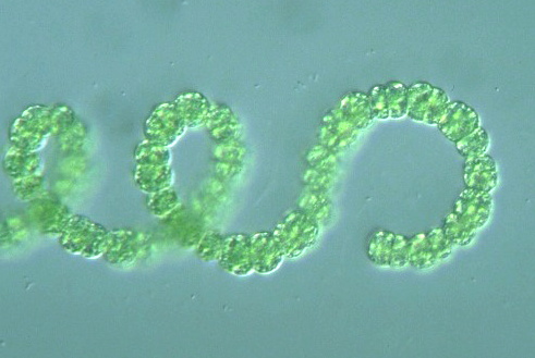 nostoc and anabaena