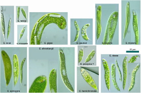 Euglena