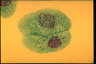 Paramecium caudatum, conjugating pairs