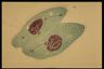 Paramecium caudatum