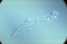 Amoeba proteus