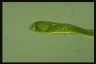 Euglena ehrenbergii