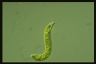 Euglena