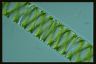 Spirogyra