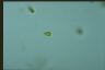 Euglena