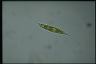 Euglena limnophila