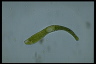 Euglena ehrenbergii