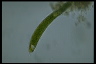 Euglena ehrenbergii