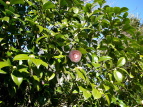 coL ucoL Camellia japonica