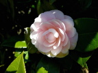 coL ucoL Camellia japonica