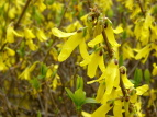 O[p[N ME Forsythia viridissima