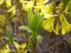 O[p[N ME Forsythia viridissima