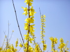 vΒn ME Forsythia koreana