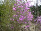 ~coccW Rhododendron dilatatum