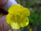 E}mAVK^ Ranunculus japonicus