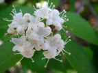 S}M Viburnum sieboldii