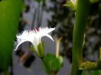 r ~cKV Menyanthes trifoliata