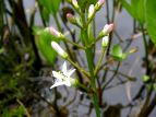 r ~cKV Menyanthes trifoliata