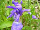 cブ A Iris sanguinea