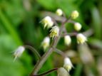 Y_NV Tiarella polyphylla