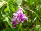 nNT`h Dactylorhiza aristata