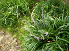 u Liriope muscari