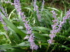 u Liriope muscari