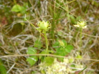 Eo`\E Parnassia palustris