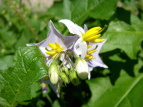 iXr Solanum carolinense