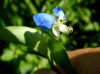 cNT Commelina communis