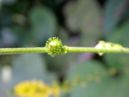 L~YqL Agrimonia pilosa var. japonica