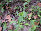 cNT Commelina communis