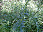 TMLE Lobelia sessilifolia