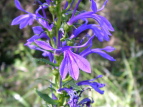 TMLE Lobelia sessilifolia