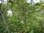 mEcM Hydrangea paniculata