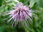 IjAU~ Cirsium borealinipponense