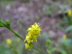 L~YqL Agrimonia pilosa var. japonica