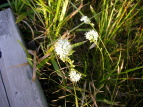 CVEu Tofieldia japonica