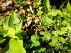AJcNT Trifolium pratense