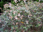 nicNolEcM Abelia grandiflora