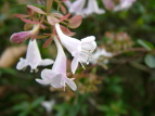 nicNolEcM Abelia grandiflora