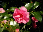TUJ Camellia sasanqua