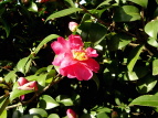 TUJ Camellia sasanqua
